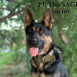 Sage - German Shepherd