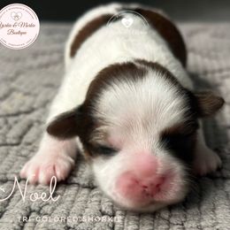 Morkie, Shorkie, and Yorkshire Terrier Puppies from Yorkie and Morkie Boutique