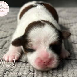 Morkie, Shorkie, and Yorkshire Terrier Puppies from Yorkie and Morkie Boutique