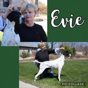 Pointer Puppies from Playlist Pointers