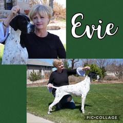 Pointer Puppies from Playlist Pointers