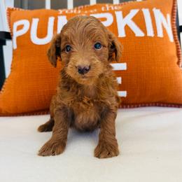 Scarlett - Red  female Goldendoodle puppy in Auburn, Indiana from Martin’s Doodles