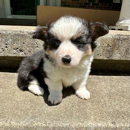 Cinnamon Bun - Black and tan male Pembroke Welsh Corgi puppy in Paris, Kentucky from Flat Run Corgis