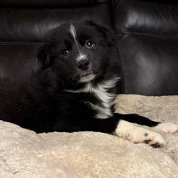 Cooper - Black and white male Pomsky puppy in Ravena, New York from Osiris’s Siberians & Pomskies
