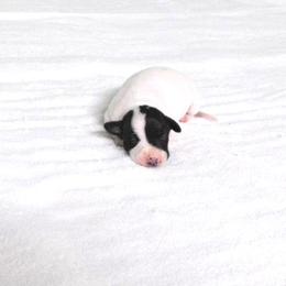 Irry Female 1 - White and black female Italian Greyhound puppy in Sparta Tn And Caryville Fl, Tennessee from Summerwind Kennel