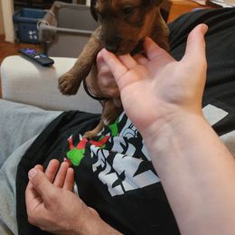 Aelin - Red female Irish Terrier puppy in Sagle, Idaho from Jackman's Puppies