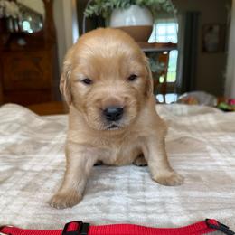 Red Boy - Golden male Golden Retriever puppy in Macy, Indiana from Macy Golden Meadows