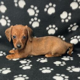 White - Dapple female Dachshund puppy in Saint Albans, Maine from Australian Cattle Cuties and littles