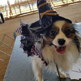 Chihuahuas, Chinese Cresteds, and Papillons from Fabulis Toys (Chinese Crested, Papillons, Chihuahuas)