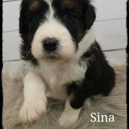 Sina - Black tri-color female Aussiedoodle puppy in Farley, Iowa from Iowa's Doodle Co.