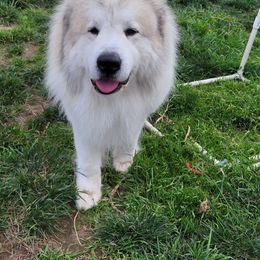 Pride - Great Pyrenees