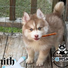 Smith - Red and white male Pomsky puppy in Eastman, Georgia from Once Upon A Pomsky