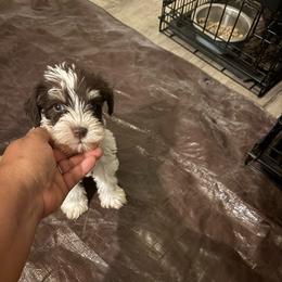 Panda(Pink) - Parti female Miniature Schnauzer puppy in Hemet, California from Feshia's Miniature Schnauzers
