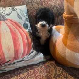 Jade - Black and white female Bernedoodle puppy in Carmichaels, Pennsylvania from JensenBelle Doodles