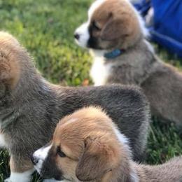 Pembroke Welsh Corgis from Lazy Z Corgi's