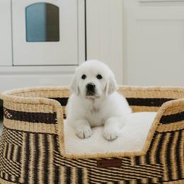 Sage (purple) - Light golden female Golden Retriever puppy in Manti, Utah from Arrowhead Kennels