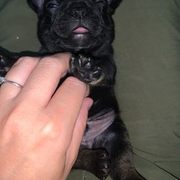 French Bulldog Puppies from Bad, Boujee and Cute !