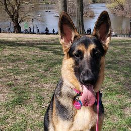 German Shepherds from Jescar Kennels