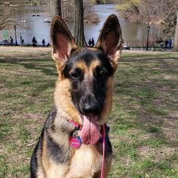 German Shepherds from Jescar Kennels