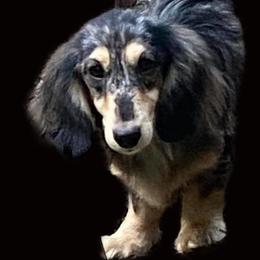 JOURNEY - Dachshund
