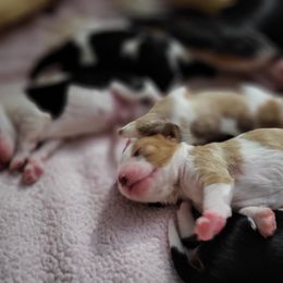 Cavalier King Charles Spaniel Puppies from Penny's from Heaven