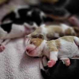 Cavalier King Charles Spaniel Puppies from Penny's from Heaven