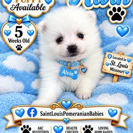 Alvin - White male Pomeranian puppy in St. Louis, Missouri from Saint Louis Pomeranian babies