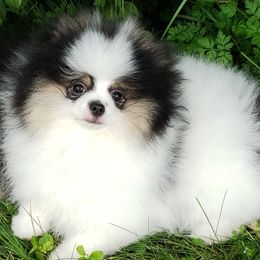 Tasha - Tri-colored female Pomeranian puppy in Burton, Michigan from Ranger's Pomeranians