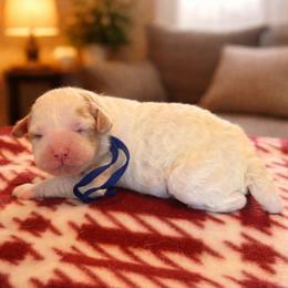 Blue boy - Parti male Goldendoodle puppy in Inman, South Carolina from Mossy Doodles LLC
