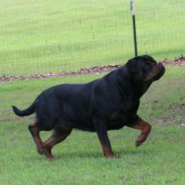 French Bulldogs and Rottweilers from Bullies of the Backwoods