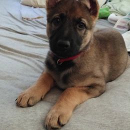 German Shepherd Puppies from Firelight German Shepherds