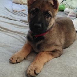 German Shepherd Puppies from Firelight German Shepherds