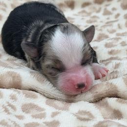 Boy 3 - Blue merle male Miniature Australian Shepherd puppy in Arcadia, Indiana from Sunset Cowgirl Mini Aussies