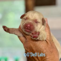 Matcha - Yellow male Labrador Retriever puppy in Sullivan, Missouri from O’Dell Labs