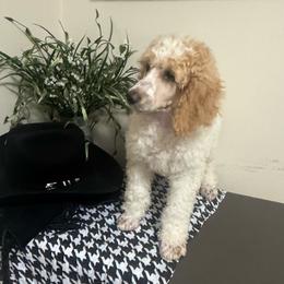 Sawyer - Apricot male Poodle puppy in Douglas, Georgia from Big Mama’s Beauties