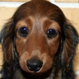 Dachshunds from Tip O The Lakes Dachshunds