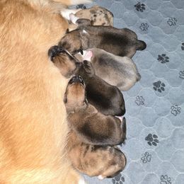 Girl 3 - Sable female American Corgi puppy in Tallahassee, Florida from Koko's Korgis