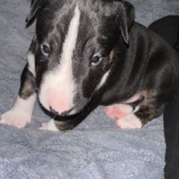 Little Man - Black brindle and white male Bull Terrier puppy in Springfield, Ohio from Lynn Hill Bull Terriers