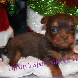 Yorkshire Terrier Puppies from Tiffany’s Colorful Yorkies