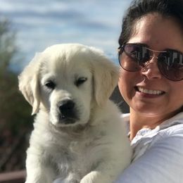 Golden Retriever Puppies from HuesofGold Halos