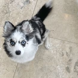 Windy City Pomsky’s Calipso - Pomsky