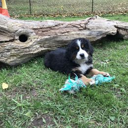 Bernese Mountain Dog Puppies from Must B Buffalo Berners