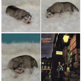 Ziggy Stardust - Sable and white male Alaskan Malamute puppy in Easton, Maryland from Stars Howl-O Kennels by FurEver Friends Inc