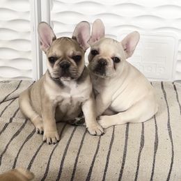 French Bulldog Puppies from The Midwest Frenchies