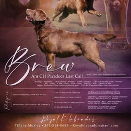 Brew - Labrador Retriever