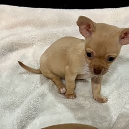 Roux - Chocolate brindled fawn Chihuahua puppy in Sherwood, Arkansas from Bartelt Breeders