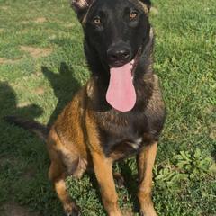 Belgian Malinois and Dutch Shepherd Puppies from Maine Working Dogs