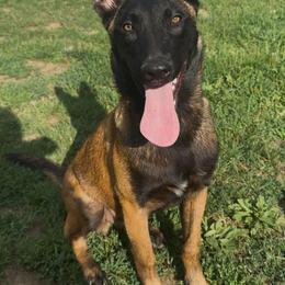 Belgian Malinois and Dutch Shepherd Puppies from Maine Working Dogs