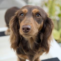 Willow - Chocolate and tan female Dachshund puppy in Zephyrhills, Florida from Dapper Doxies