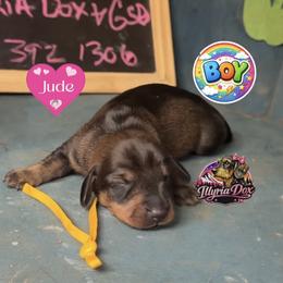 Jude - Wild boar male Dachshund puppy in Livingston, Kentucky from Illyria Dox & GSD